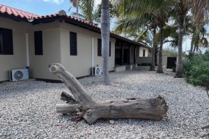 Sabal Palm 76 B - Garden