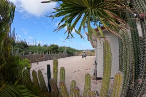 5. Achtertuin-SS-15-sept-25